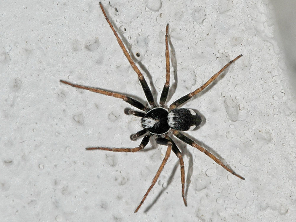 Maschio di Pulchellodromus bistigma - Borrello (CH)